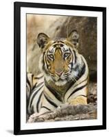Tiger Portrait Bandhavgarh National Park, India 2007-Tony Heald-Framed Premium Photographic Print