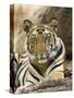 Tiger Portrait Bandhavgarh National Park, India 2007-Tony Heald-Stretched Canvas