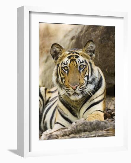 Tiger Portrait Bandhavgarh National Park, India 2007-Tony Heald-Framed Photographic Print