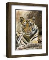 Tiger Portrait Bandhavgarh National Park, India 2007-Tony Heald-Framed Photographic Print