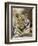 Tiger Portrait Bandhavgarh National Park, India 2007-Tony Heald-Framed Photographic Print