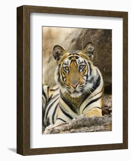 Tiger Portrait Bandhavgarh National Park, India 2007-Tony Heald-Framed Photographic Print