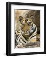 Tiger Portrait Bandhavgarh National Park, India 2007-Tony Heald-Framed Photographic Print