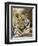 Tiger Portrait Bandhavgarh National Park, India 2007-Tony Heald-Framed Photographic Print