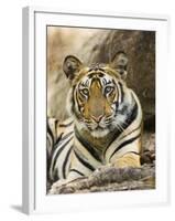 Tiger Portrait Bandhavgarh National Park, India 2007-Tony Heald-Framed Photographic Print