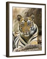 Tiger Portrait Bandhavgarh National Park, India 2007-Tony Heald-Framed Photographic Print