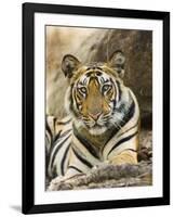 Tiger Portrait Bandhavgarh National Park, India 2007-Tony Heald-Framed Photographic Print