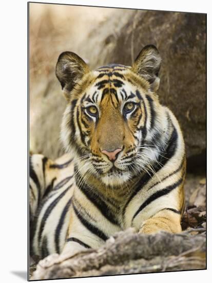 Tiger Portrait Bandhavgarh National Park, India 2007-Tony Heald-Mounted Photographic Print