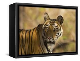 Tiger Portrait, Bandhavgarh National Park, India-Tony Heald-Framed Stretched Canvas