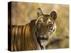 Tiger Portrait, Bandhavgarh National Park, India-Tony Heald-Stretched Canvas