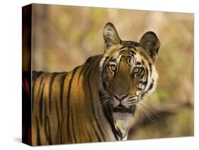 Tiger Portrait, Bandhavgarh National Park, India-Tony Heald-Stretched Canvas