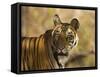 Tiger Portrait, Bandhavgarh National Park, India-Tony Heald-Framed Stretched Canvas