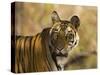 Tiger Portrait, Bandhavgarh National Park, India-Tony Heald-Stretched Canvas