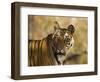Tiger Portrait, Bandhavgarh National Park, India-Tony Heald-Framed Premium Photographic Print