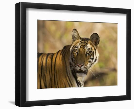 Tiger Portrait, Bandhavgarh National Park, India-Tony Heald-Framed Premium Photographic Print