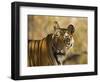 Tiger Portrait, Bandhavgarh National Park, India-Tony Heald-Framed Premium Photographic Print