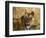 Tiger Portrait, Bandhavgarh National Park, India-Tony Heald-Framed Premium Photographic Print