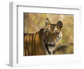 Tiger Portrait, Bandhavgarh National Park, India-Tony Heald-Framed Premium Photographic Print