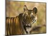 Tiger Portrait, Bandhavgarh National Park, India-Tony Heald-Mounted Premium Photographic Print