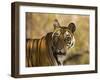 Tiger Portrait, Bandhavgarh National Park, India-Tony Heald-Framed Photographic Print