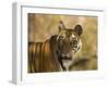 Tiger Portrait, Bandhavgarh National Park, India-Tony Heald-Framed Photographic Print