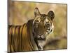 Tiger Portrait, Bandhavgarh National Park, India-Tony Heald-Mounted Photographic Print