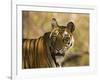 Tiger Portrait, Bandhavgarh National Park, India-Tony Heald-Framed Photographic Print