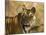 Tiger Portrait, Bandhavgarh National Park, India-Tony Heald-Mounted Photographic Print