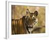 Tiger Portrait, Bandhavgarh National Park, India-Tony Heald-Framed Photographic Print