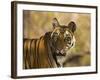 Tiger Portrait, Bandhavgarh National Park, India-Tony Heald-Framed Photographic Print