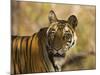 Tiger Portrait, Bandhavgarh National Park, India-Tony Heald-Mounted Photographic Print