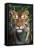 Tiger Portrait by Bamboo Leaves (Captive Animal)-Lynn M^ Stone-Framed Stretched Canvas