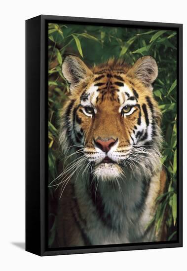 Tiger Portrait by Bamboo Leaves (Captive Animal)-Lynn M^ Stone-Framed Stretched Canvas