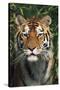 Tiger Portrait by Bamboo Leaves (Captive Animal)-Lynn M^ Stone-Stretched Canvas