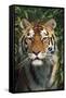 Tiger Portrait by Bamboo Leaves (Captive Animal)-Lynn M^ Stone-Framed Stretched Canvas