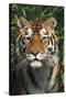 Tiger Portrait by Bamboo Leaves (Captive Animal)-Lynn M^ Stone-Stretched Canvas