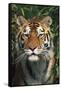 Tiger Portrait by Bamboo Leaves (Captive Animal)-Lynn M^ Stone-Framed Stretched Canvas