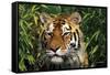 Tiger Portrait by Bamboo Leaves (Captive Animal)-Lynn M^ Stone-Framed Stretched Canvas