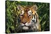 Tiger Portrait by Bamboo Leaves (Captive Animal)-Lynn M^ Stone-Stretched Canvas