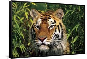 Tiger Portrait by Bamboo Leaves (Captive Animal)-Lynn M^ Stone-Framed Stretched Canvas