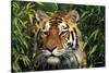 Tiger Portrait by Bamboo Leaves (Captive Animal)-Lynn M^ Stone-Stretched Canvas