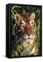 Tiger Portrait by Bamboo Leaves (Captive Animal)-Lynn M^ Stone-Framed Stretched Canvas