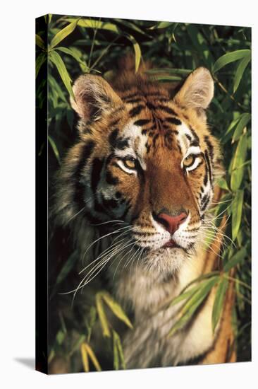 Tiger Portrait by Bamboo Leaves (Captive Animal)-Lynn M^ Stone-Stretched Canvas