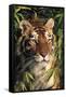 Tiger Portrait by Bamboo Leaves (Captive Animal)-Lynn M^ Stone-Framed Stretched Canvas