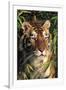 Tiger Portrait by Bamboo Leaves (Captive Animal)-Lynn M^ Stone-Framed Premium Photographic Print