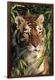 Tiger Portrait by Bamboo Leaves (Captive Animal)-Lynn M^ Stone-Framed Premium Photographic Print
