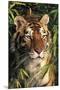 Tiger Portrait by Bamboo Leaves (Captive Animal)-Lynn M^ Stone-Mounted Premium Photographic Print