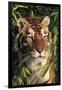 Tiger Portrait by Bamboo Leaves (Captive Animal)-Lynn M^ Stone-Framed Premium Photographic Print