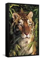 Tiger Portrait by Bamboo Leaves (Captive Animal)-Lynn M^ Stone-Framed Stretched Canvas