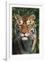 Tiger Portrait by Bamboo Leaves (Captive Animal)-Lynn M^ Stone-Framed Photographic Print